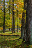 10B-24  TREES FOUND IN THE WV HIGHLANDS  © KENT MASON