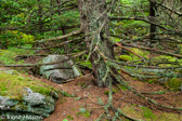 10B-13  TREES FOUND IN THE WV HIGHLANDS  © KENT MASON