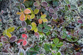 10C-03 FROSTED TUNDRA LIKE PLANTS, DOLLY SODS WILDERNESS, WV  © KENT MASON