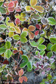 10C-04 FROSTED TUNDRA LIKE PLANTS, DOLLY SODS WILDERNESS, WV  © KENT MASON