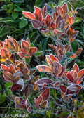 10C-05 FROSTED TUNDRA LIKE PLANTS, DOLLY SODS WILDERNESS, WV  © KENT MASON