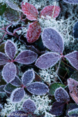 10C-10 FROSTED TUNDRA LIKE PLANTS, DOLLY SODS WILDERNESS, WV  © KENT MASON
