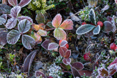 10C-12 FROSTED TUNDRA LIKE PLANTS, DOLLY SODS WILDERNESS, WV  © KENT MASON