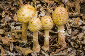 10D-01 MUSHROOMS OF THE WV HIGHLANDS, WV  © KENT MASON