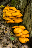 10D-22 MUSHROOMS OF THE WV HIGHLANDS, WV  © KENT MASON