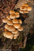 10D-23 MUSHROOMS OF THE WV HIGHLANDS, WV  © KENT MASON