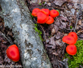 10D-05 MUSHROOMS OF THE WV HIGHLANDS, WV  © KENT MASON