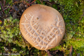 10D-11 MUSHROOMS OF THE WV HIGHLANDS, WV  © KENT MASON