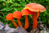 10D-04 MUSHROOMS OF THE WV HIGHLANDS, WV  © KENT MASON