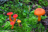 10D-06 MUSHROOMS OF THE WV HIGHLANDS, WV  © KENT MASON