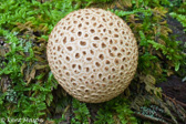 10D-12 MUSHROOMS OF THE WV HIGHLANDS, WV  © KENT MASON