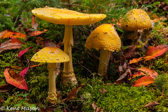 10D-03 MUSHROOMS OF THE WV HIGHLANDS, WV  © KENT MASON