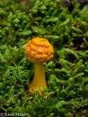 10D-29 MUSHROOMS OF THE WV HIGHLANDS, WV  © KENT MASON