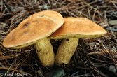 10D-02 MUSHROOMS OF THE WV HIGHLANDS, WV  © KENT MASON