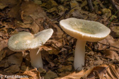 10D-08 MUSHROOMS OF THE WV HIGHLANDS, WV  © KENT MASON