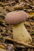 10D-24 MUSHROOMS OF THE WV HIGHLANDS, WV  © KENT MASON