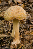 10D-25 MUSHROOMS OF THE WV HIGHLANDS, WV  © KENT MASON