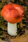 10D-27 MUSHROOMS OF THE WV HIGHLANDS, WV  © KENT MASON