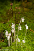 10D-17 INDIAN PIPES, WV HIGHLANDS, WV  © KENT MASON