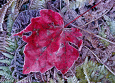 10F-07 FROSTED LEAF,  MACRO NATURE IMAGES, WV HIGHLANDS  © KENT MASON