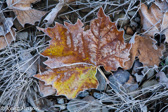 10F-06 FROSTED LEAF,  MACRO NATURE IMAGES, WV HIGHLANDS  © KENT MASON