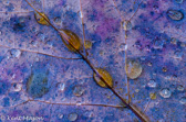 10F-08 RAIN DROPS ON FALL MAPLE LEAF, MT. PORTE CRAYON, WV © KENT MASON