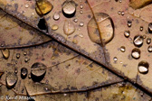 10F-09 RAIN DROPS ON OAK LEAF, MNF, WV © KENT MASON