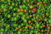 10F-01  PINE CONE IN MOSS, MT. PORTE CRAYON, MNF, WV © KENT MASON