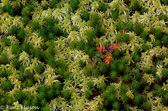 10F-04 SEEDLING IN MOSS, MACRO NATURE IMAGES, WV HIGHLANDS  © KENT MASON