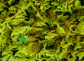 10F-02  CLOVER LEAF IN MOSS, RED CREEK PLAINS, MNF, WV © KENT MASON